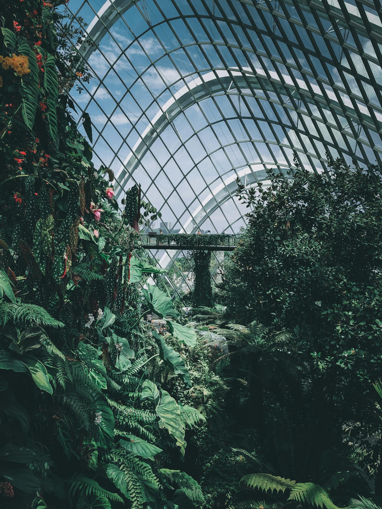 Lush tropical plants inside a stunning greenhouse in Singapore, showcasing architectural beauty.